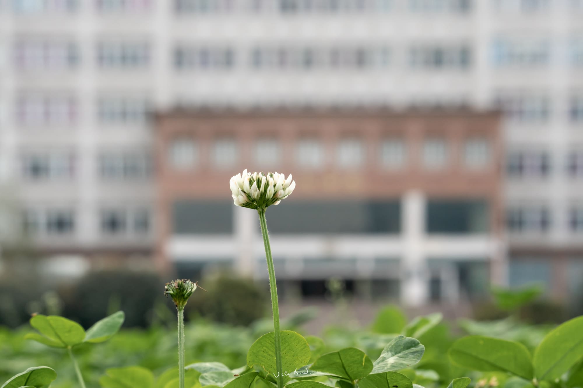 操场上的蒲公英