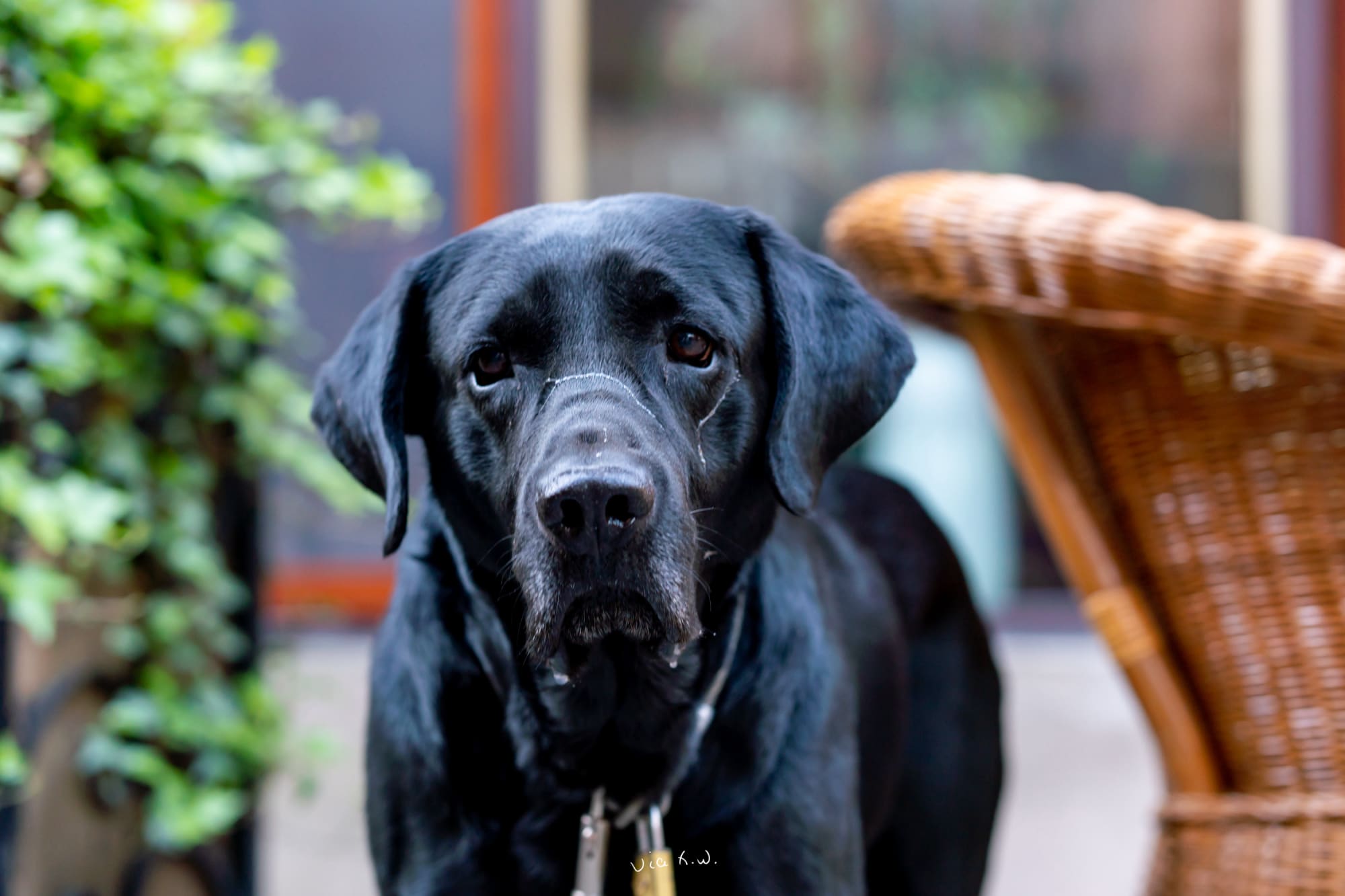 咖啡店前的一直拉布拉多