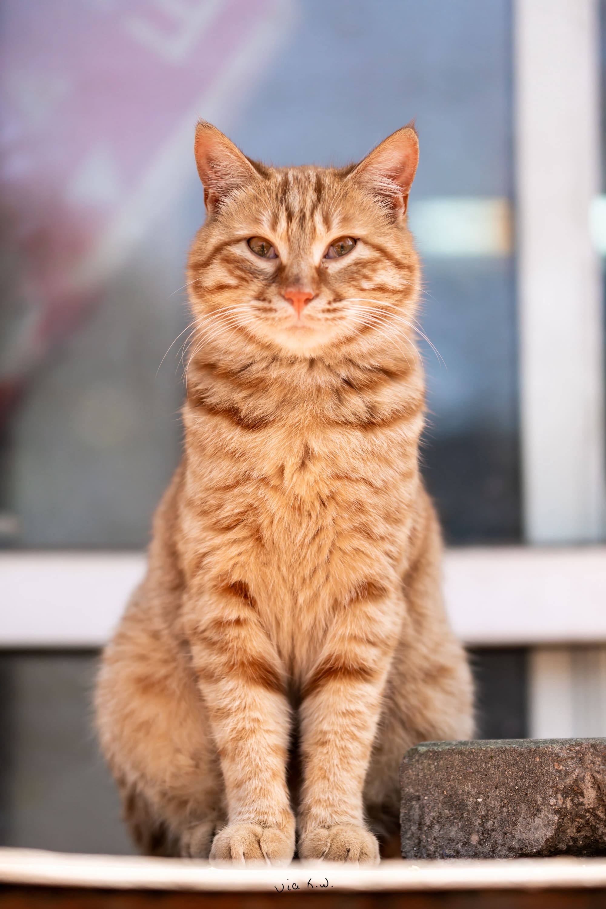 🐱：请交过路费