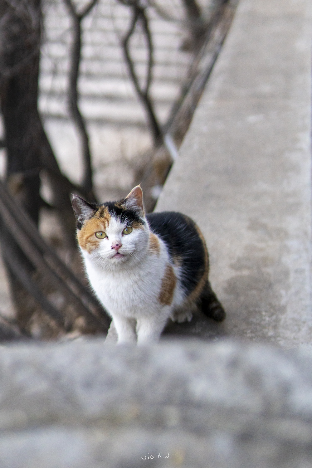 南楼好汉碑的小花