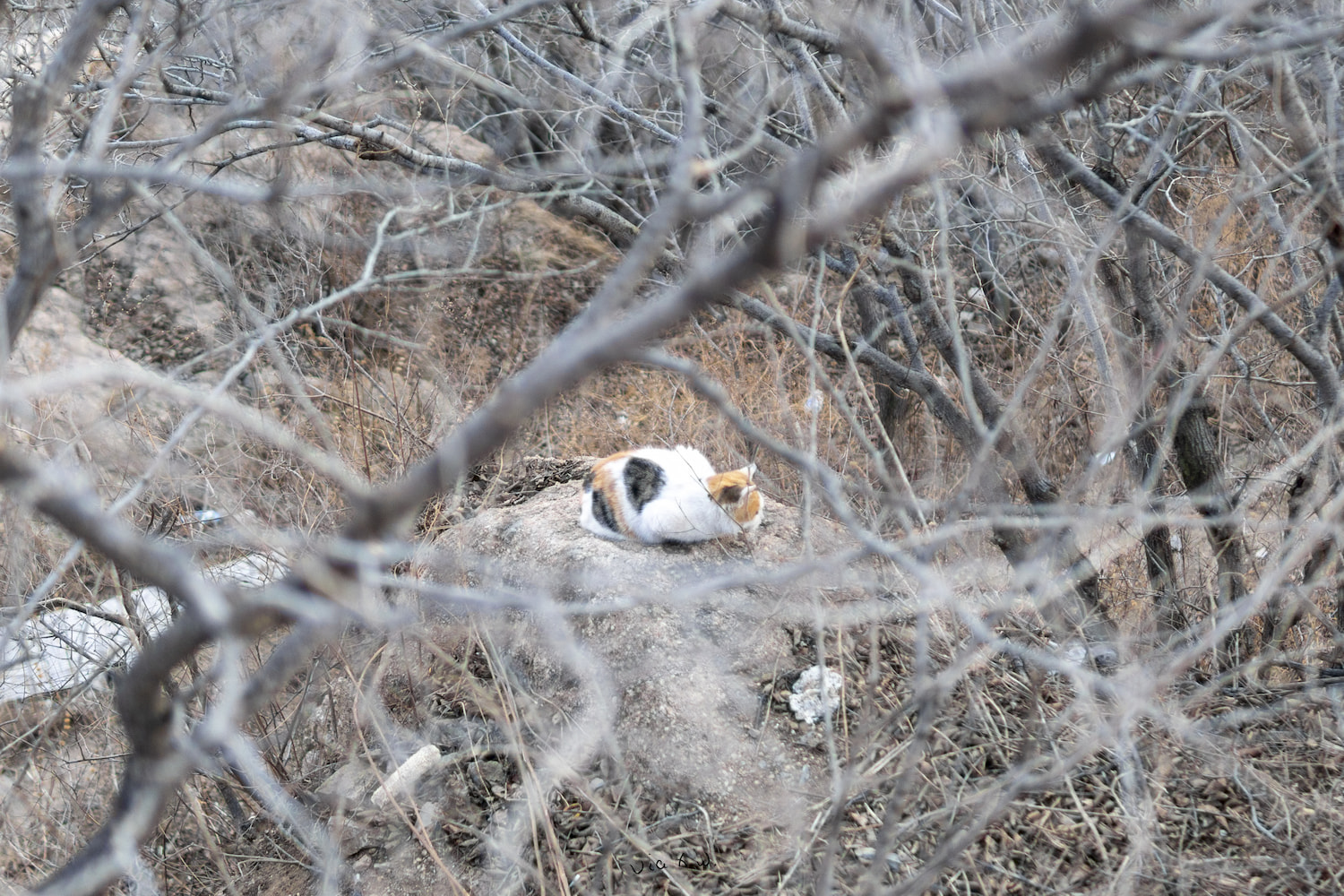 北城楼下的另一只小花