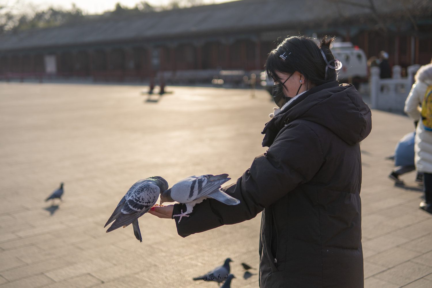 喂鸽子