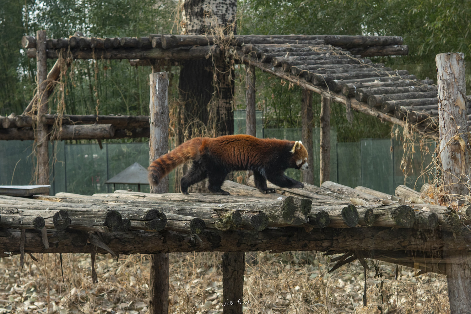 我还是喜欢可爱的小熊猫多点